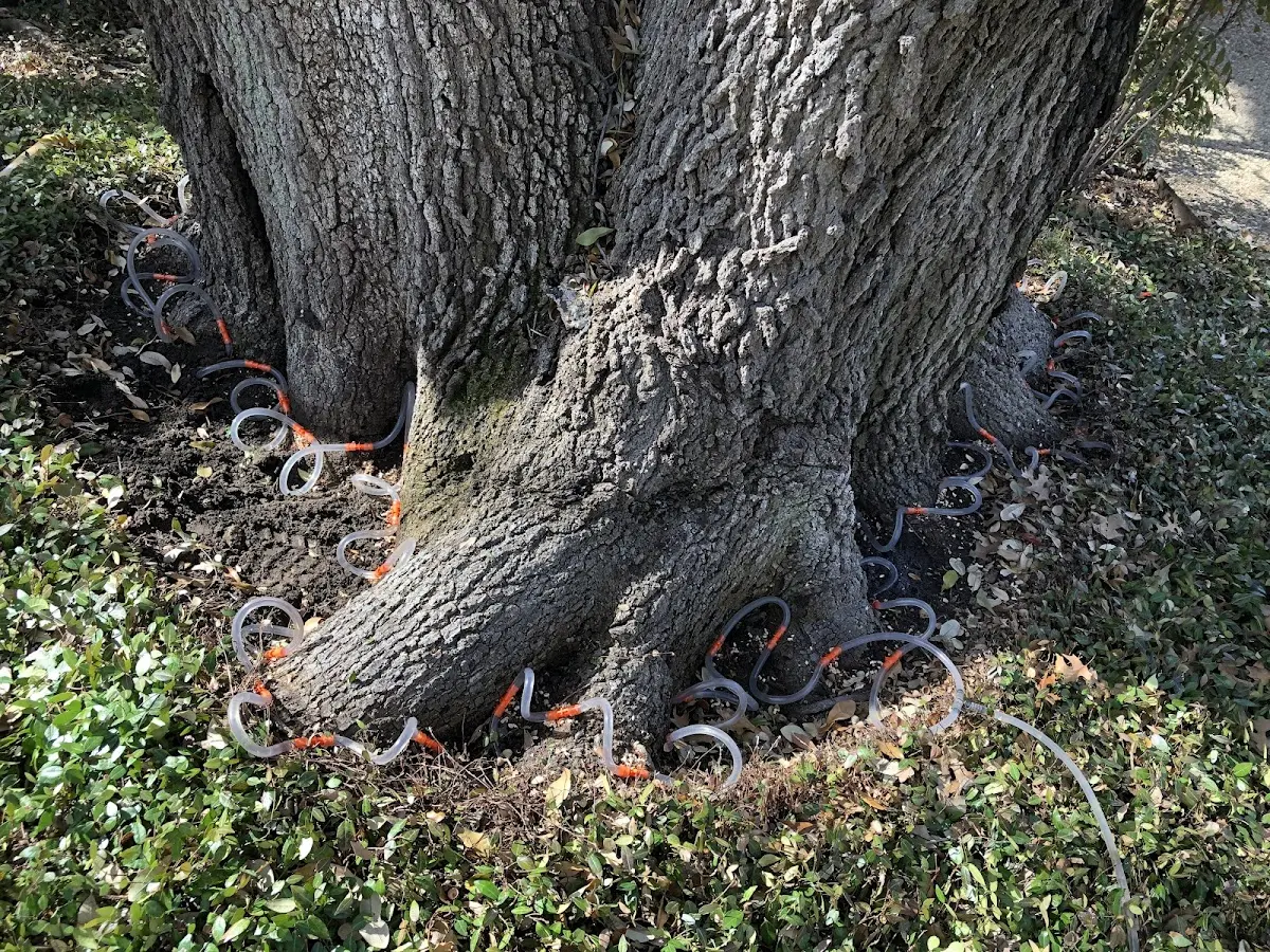 Detailed Shrub and Hedge Trimming job site in Backus