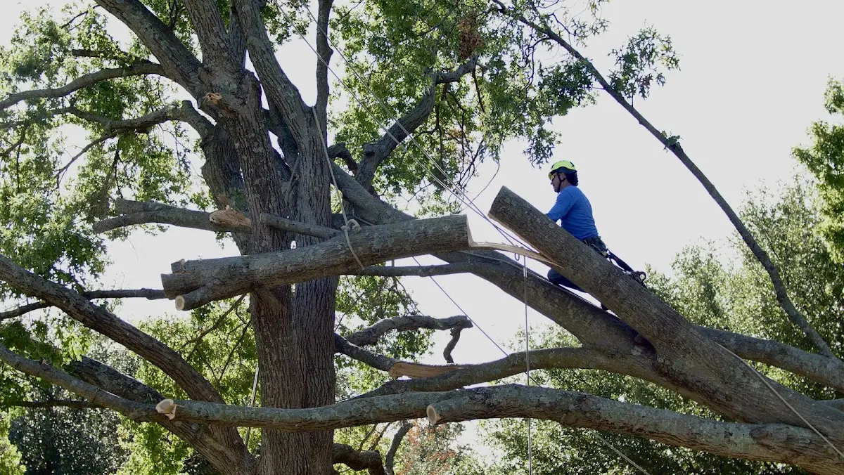Professional Crown Thinning performed by certified arborists in Backus