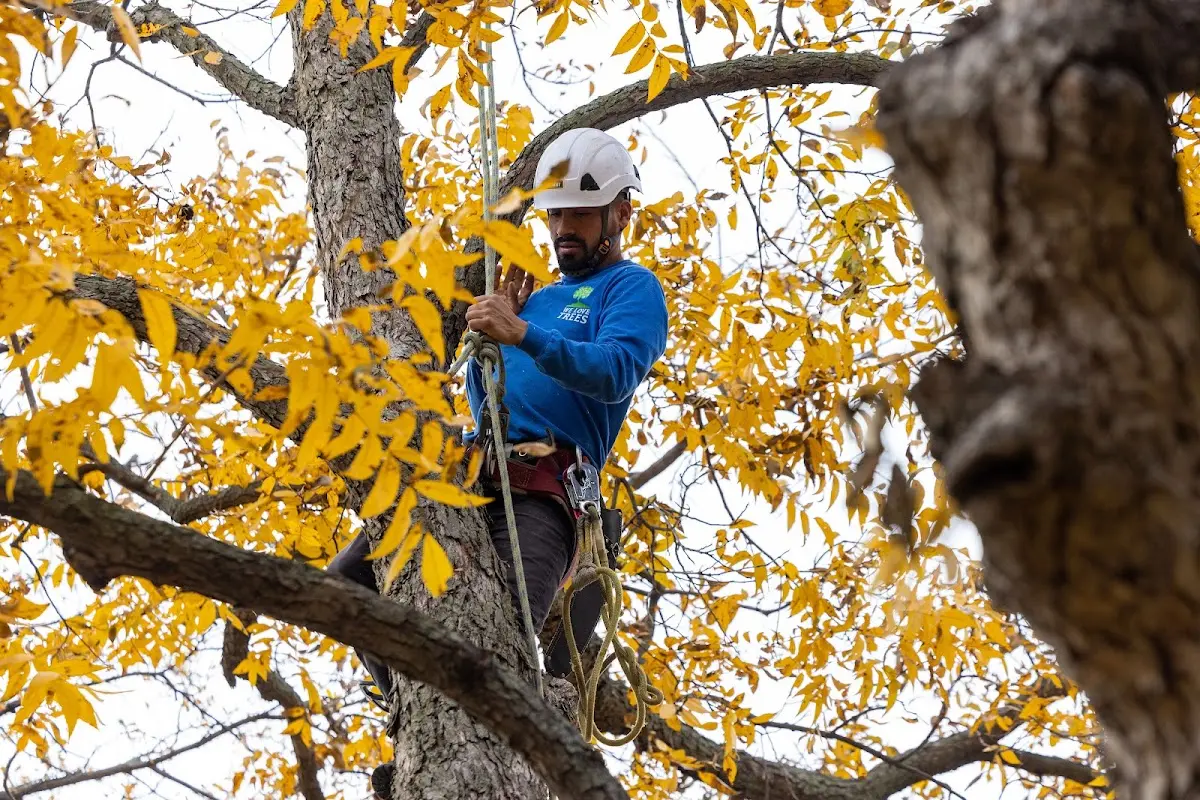 Skilled Storm Damage Cleanup crew working in Backus